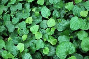 Lá lốt chữa đau nhức xương, khớpLá lốt có thể dùng tươi, phơi hay sấy khô, mỗi người chỉ nên ăn từ 50 – 100g lá lốt mỗi ngày.