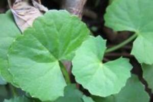 Công dụng của rau má dưới góc nhìn của Đông y