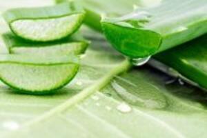 Thực hư cách dùng cây nha đam trị bệnh ung thư giai đoạn cuối ra sao?