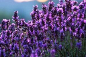 Cách trị sẹo lồi hiệu quả với tinh dầu oải hương