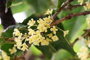 Cây hoa mộc chữa đau răng, đau lưngĐông y cho rằng, hoa mộc có vị cay, tính ấm, có tác dụng tán hàn phá kết, hoá đàm, chữa đau răng, ho nhiều đờm, kinh bế, đau bụng.