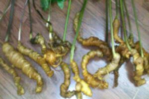 Bảo Tồn Sâm Quý Ngọc Linh Tại Kon Tum