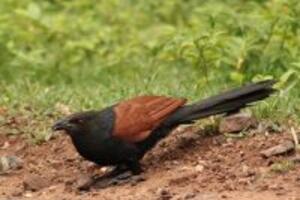 Làm rượu bìm bịp chữa liệt dương quý ông nên biết