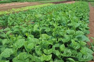 Mồng tơi chữa táo bónTheo Đông y, mồng tơi có vị chua ngọt, không độc, tính lạnh có tác dụng giải độc, thanh nhiệt, nhuận tràng...