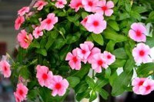 Những công dụng của cây dừa cạn không phải ai cũng biết