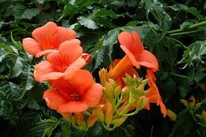 Đăng tiêu - vị thuốc của quý bàTrong Đông y, hoa Đăng tiêu là bộ phận dùng chủ yếu, khi hoa mới nở, ngọt, tính hơi lạnh, không độc, có tác dụng ích khí, lương huyết...