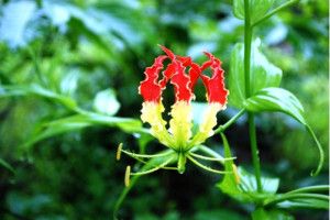 Tác dụng chữa bệnh của cây ngọt nghẹo