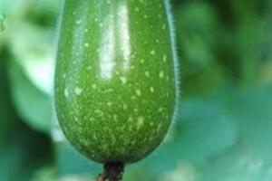 Bí đao: Thực phẩm chữa nhiều bệnh