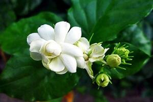 Những lợi ích này khiến hoa nhài là bài thuốc quý