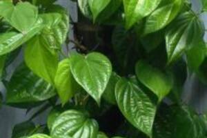 Cách chữa viêm lộ tuyến bằng lá trầu không tốt không?