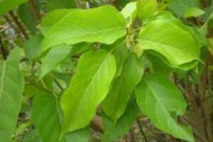 Cách chữa bệnh trĩ bằng lá vông như thế nào?