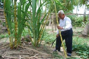 Bài thuốc từ cây míaCác danh y cho rằng: "Mía ngọt mát, thanh nhiệt, điều hoà chức năng dạ dày, nhuận tràng, giã rượu, hạn chế giun đũa, tan đờm, tăng chất dịch, dùng chữa sốt cao, kiết lị do nóng trong...