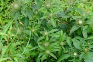 Phương pháp trị nám da bằng các cây thuốc nam