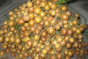 Quất hồng bì trị nấcTheo Đông y, lá quất hồng bì có vị cay, đắng, tính bình, có tác dụng giải thử (cảm nắng), cảm cúm, hạ sốt, long đờm và giảm ho.