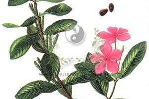 "Thần dược" chữa ung thư: Không cần tìm kiếm đâu xa