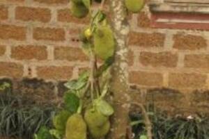 Công dụng của cây Mít dưới góc nhìn của Đông y