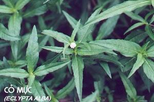 Cỏ mực chữa râu tóc bạc sớmTheo Đông y, cỏ mực có vị ngọt, chua; tính mát; vào các kinh Can và Thận; có tác dụng tư âm (nuôi âm), bổ thận; làm mịn da, đen tóc, chắc răng...