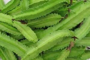 Top 10 loại rau củ giàu canxi