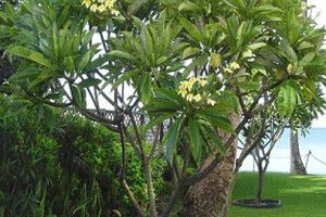 Công dụng chữa bệnh của cây đại