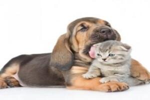 Những lưu ý để chọn loại thú nuôi an toàn