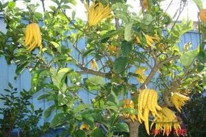 Phật thủ - thuốc kiện tỳPhật thủ hương thơm, cay, tán, đắng giáng ôn, thông nên dùng chữa các chứng khí trệ can uất, can vị không hoà...