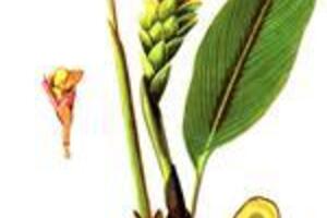 Nghệ đen - thuốc chữa các bệnh đường tiêu hóaĐây là vị thuốc chữa được nhiều bệnh về đường tiêu hóa; các bệnh chậm kinh, đặc biệt là các bệnh đau co thắt do khí trệ.