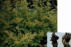 Bài thuốc thăng ma cát căn thang