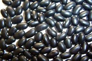 Đậu đen - thuốc kỳ diệu Sách cổ Trung Hoa có viết: Ngoài bông cúc ra, đậu đen là loại thực phẩm dưỡng sinh tốt nhất để bổ mắt đến già vẫn đọc được chữ...
