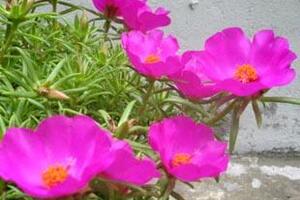 Cây hoa mười giờ - thuốc tiên chữa bỏngDù đó là bỏng thép, bỏng lửa, bỏng nước sôi, cám lợn, canh rau, bã rượu…, nếu dùng hoa mười giờ chữa đều khỏi ngay tức thì.