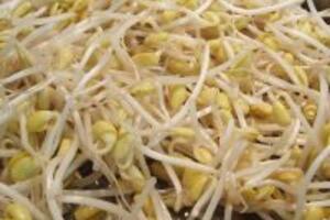 Bạn có biết cách chữa ho bằng giá đỗ như thế nào chưa?