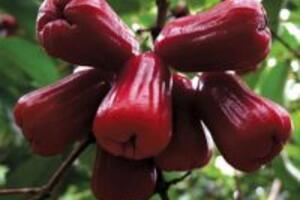 Quả mận sinh tân dịch, tiêu thức ăn