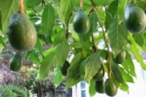 Bài thuốc chữa bệnh tiểu đường bằng lá bơ