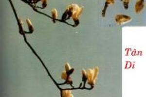 Tân di thuốc thông khiếuĐông y cho rằng Tân di có vị cay, tính ấm, quy vào kinh Phế và Vị. Có công năng tán phong nhiệt ở thượng tiêu, làm thông khiếu.