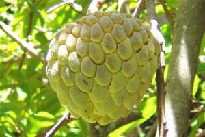 Làm thuốc từ cây naLà loại quả nhiều dinh dưỡng, giàu dược tính nên trong Đông y còn sử dụng na làm thuốc trị nhiều bệnh chứng khác nhau.