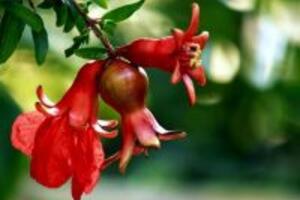 Công dụng của cây Thạch lựu – cây thuốc Nam quý