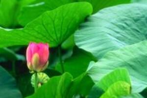 Tự chữa bệnh với 4 cách chữa bệnh gan nhiễm mỡ bằng thuốc nam