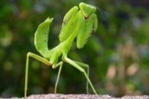 Chữa bệnh “chưa đến chợ đã hết tiền” hiệu quả với con bọ ngựa