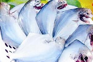 Cá chim trị thận hư, liệt dươngĐông y cho rằng, cá chim có vị ngọt mặn, tính hơi ôn, đi vào các kinh tỳ & thận. Có công hiệu kiện tỳ, dưỡng huyết, bổ vị cố tinh, nhu lợi cân cốt.