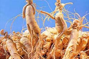 Nhân sâm và cách dùng Những lợi ích về sức khỏe của nhân sâm từ lâu đã được biết đến, nhưng có lẽ nhiều người chưa biết đến những lý giải khoa học cho các thuộc tính kỳ diệu này...