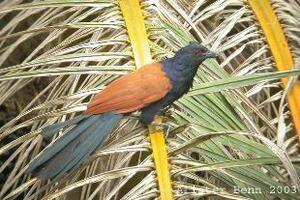 Bìm bịp chữa liệt dươngTheo đông y thì thịt bìm bịp có vị ngọt, tính ấm không độc. Bìm bịp được sử dụng làm thuốc ngâm rượu uống có tác dụng chữa chứng liệt dương...