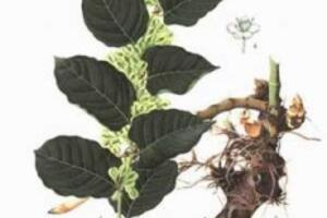 Cốt khí củ và công dụng chữa bệnh của cốt khí củ