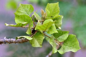 Lá vông chữa mất ngủTheo Đông y, lá vông có vị đắng nhạt, hơi chát, tính bình; có tác dụng ức chế hệ thần kinh trung ương, làm an thần, gây ngủ, hạ nhiệt, hạ huyết áp...