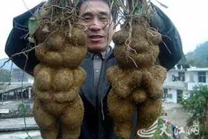 Hà thủ ô- đen tóc, dễ sinh con và sống lâuTheo luận trị của y học cổ truyền, hà thủ ô có những công dụng chính là làm đen râu tóc, có lợi cho việc sinh con và giúp kéo dài tuổi thọ.