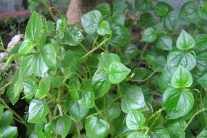 Công dụng của rau càng cuaTheo đông y, rau càng cua vị đắng, tính bình, có tác dụng thanh nhiệt, giải độc, khu phong, hoạt huyết, tan máu ứ...