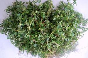 Rau sam trị xơ vữa động mạchTheo Đông y, rau sam có vị chua tính lạnh, không có độc tính, vào ba kinh Tâm, Can và Đại trường...