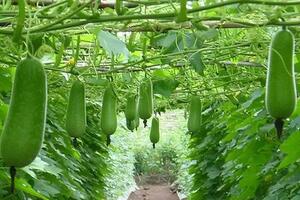 Đừng bỏ lỡ loại quả chỉ có trong hè ẩn chứa công dụng cực "mỹ mãn" mẹ nào cũng thích