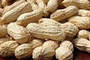 Tác dụng chữa bệnh của củ lạcTheo Đông y lạc vị ngọt không độc có kiện tỳ vị, nhuận phế hóa đờm, bổ dưỡng điều khí, trị ho...