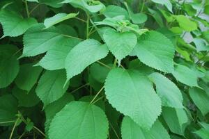 Cây gai chữa phong thấpTheo Đông y, cây gai có vị ngọt đắng, tính mát, đi vào hai kinh tâm, thận, thường dùng để trị các bệnh đường tiểu...