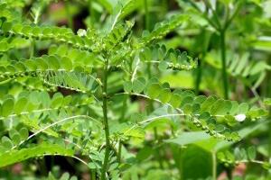 Tác dụng chữa bệnh của Diệp hạ châu