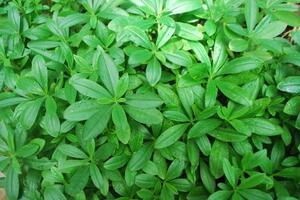 Sâm đất chữa bệnhTheo Đông y, rễ củ sâm đất ít có độc, có tác dụng lợi tiểu, nhuận tràng, làm long đờm, làm tăng lượng nước tiểu.